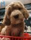 Goldendoodle Puppies for sale in Croghan, NY 13327, USA. price: NA