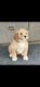 Goldendoodle Puppies for sale in Glasgow, KY 42141, USA. price: NA