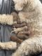 Goldendoodle Puppies for sale in Alafaya, FL 32828, USA. price: NA