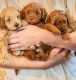 Goldendoodle Puppies