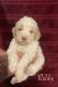 Goldendoodle Puppies for sale in Sacramento, CA, USA. price: $1,000