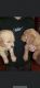 Goldendoodle Puppies for sale in Hickory, NC, USA. price: $1,200
