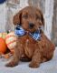 Goldendoodle Puppies for sale in Atlanta, GA, USA. price: $1,500