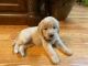 Goldendoodle Puppies for sale in St Charles, MI 48655, USA. price: NA