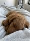Goldendoodle Puppies for sale in Tempe, AZ, USA. price: NA