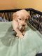 Goldendoodle Puppies for sale in Dalton, GA, USA. price: $600