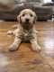 Goldendoodle Puppies for sale in Brandon, MS, USA. price: NA