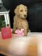 Goldendoodle Puppies for sale in Cookeville, TN, USA. price: $1,000