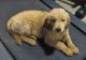 Goldendoodle Puppies for sale in LaSalle, ON, Canada. price: NA