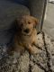 Goldendoodle Puppies for sale in Chula Vista, CA, USA. price: $900