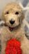 Goldendoodle Puppies for sale in San Antonio, TX, USA. price: $1,800