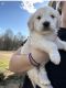Goldendoodle Puppies for sale in Union Grove, NC 28689, USA. price: $850