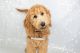 Goldendoodle Puppies for sale in Huntsville, AL, USA. price: $900
