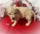 Goldendoodle Puppies for sale in 3160 N Amber Rd, Scottville, MI 49454, USA. price: $800