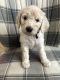 Goldendoodle Puppies for sale in Muskego, WI 53150, USA. price: NA