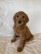 Goldendoodle Puppies for sale in Hesperia, CA, USA. price: $2,000