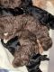 Goldendoodle Puppies for sale in Broken Bow, OK 74728, USA. price: $1,200
