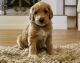Goldendoodle Puppies for sale in Kingman, AZ 86401, USA. price: $1,200