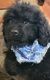 Goldendoodle Puppies for sale in Othello, WA 99344, USA. price: NA
