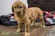 Goldendoodle Puppies for sale in Salt Lake City, UT, USA. price: $800