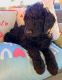 Goldendoodle Puppies for sale in Midville, GA 30441, USA. price: $800