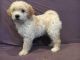 Goldendoodle Puppies for sale in Southern Oregon, OR, USA. price: $1,000