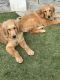 Goldendoodle Puppies for sale in Riverside, CA, USA. price: $1,500