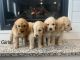 Goldendoodle Puppies for sale in Garland, UT 84312, USA. price: NA