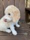 Goldendoodle Puppies for sale in Ephrata, PA 17522, USA. price: $950