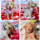 Goldendoodle Puppies for sale in Brookfield, IL, USA. price: $2,000