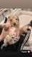 Goldendoodle Puppies for sale in Fargo, ND, USA. price: $1,500