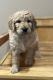 Goldendoodle Puppies for sale in Iowa City, IA, USA. price: $1,000