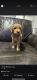 Goldendoodle Puppies for sale in LaFayette, GA 30728, USA. price: NA