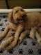 Goldendoodle Puppies for sale in Winston-Salem, NC 27107, USA. price: NA