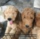 Goldendoodle Puppies for sale in Belfair, WA 98528, USA. price: $1,200