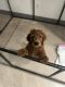 Goldendoodle Puppies for sale in Phoenix, AZ, USA. price: $2,300