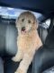 Goldendoodle Puppies for sale in Miami, FL 33131, USA. price: $2,000