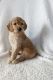 Goldendoodle Puppies for sale in Renville, MN 56284, USA. price: $650