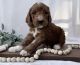 Goldendoodle Puppies for sale in Alexandria, VA, USA. price: NA