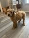 Goldendoodle Puppies for sale in Liberty Hill, TX 78642, USA. price: NA