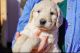 Goldendoodle Puppies for sale in Spartanburg, SC, USA. price: $2,200
