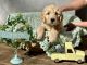 Goldendoodle Puppies for sale in Durham County, NC, USA. price: NA
