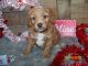Goldendoodle Puppies for sale in Haddam, KS 66944, USA. price: $1,250