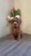 Goldendoodle Puppies for sale in Irvine, CA 92614, USA. price: $2,500