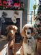 Goldendoodle Puppies for sale in Old Hwy 41 NW, Georgia, USA. price: $1,500