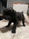 Goldendoodle Puppies for sale in Tama, IA, USA. price: NA
