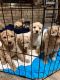 Goldendoodle Puppies for sale in Waco, TX, USA. price: $150,000
