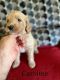 Goldendoodle Puppies for sale in Largo, FL, USA. price: $1,500