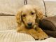 Goldendoodle Puppies for sale in Red Boiling Springs, TN 37150, USA. price: $800