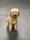 Goldendoodle Puppies for sale in Naugatuck, CT 06770, USA. price: $800